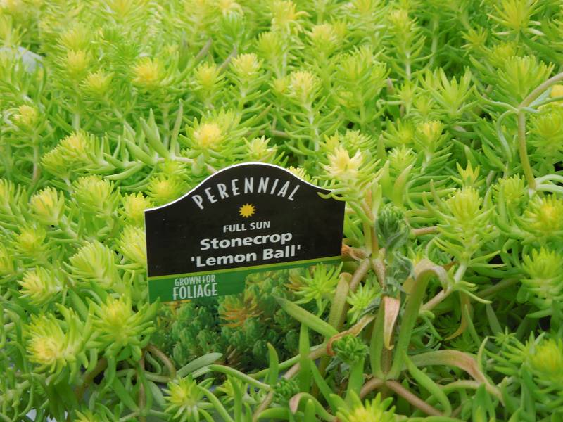 stonecrop lemon ball