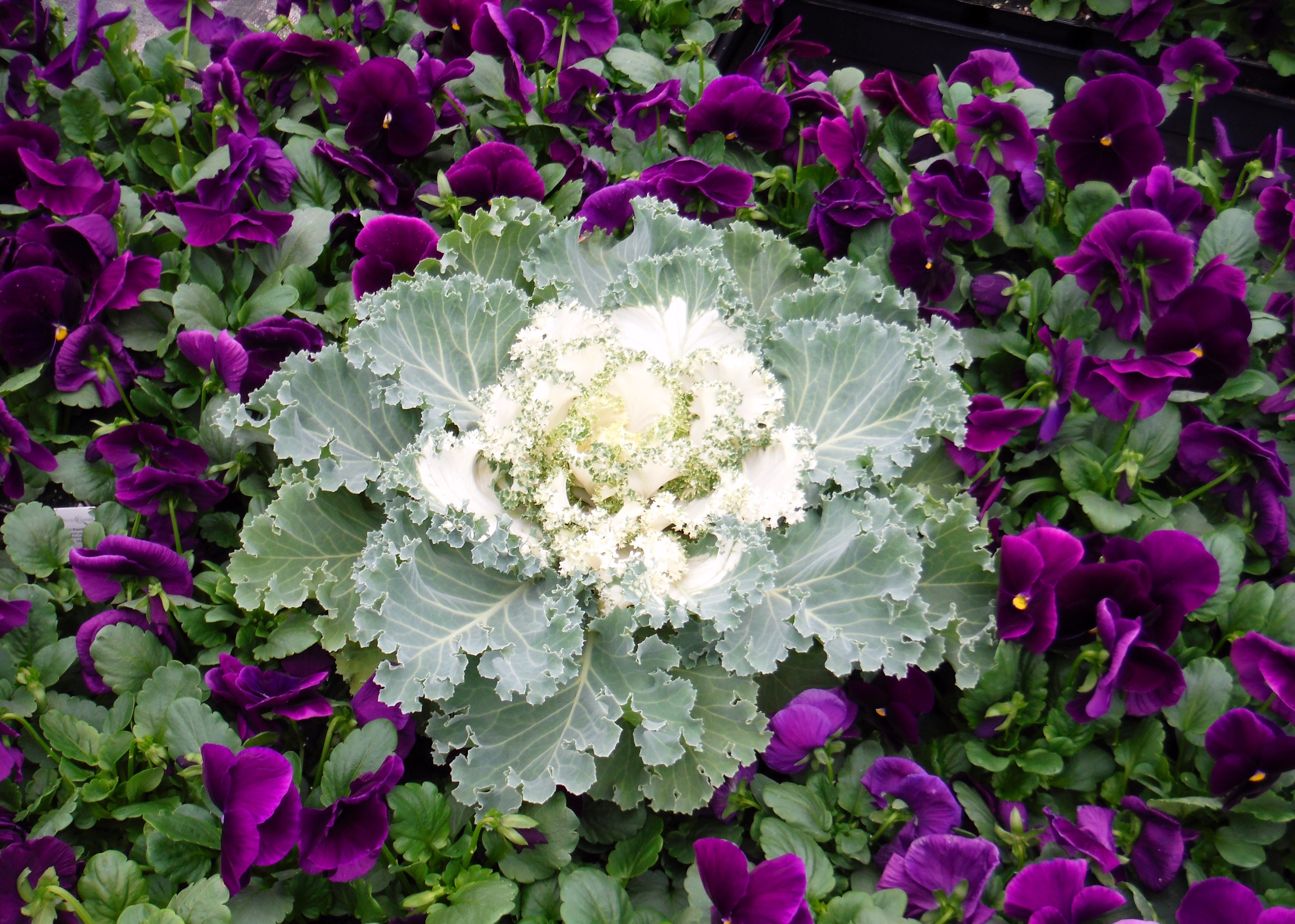 Ornamental Kale White