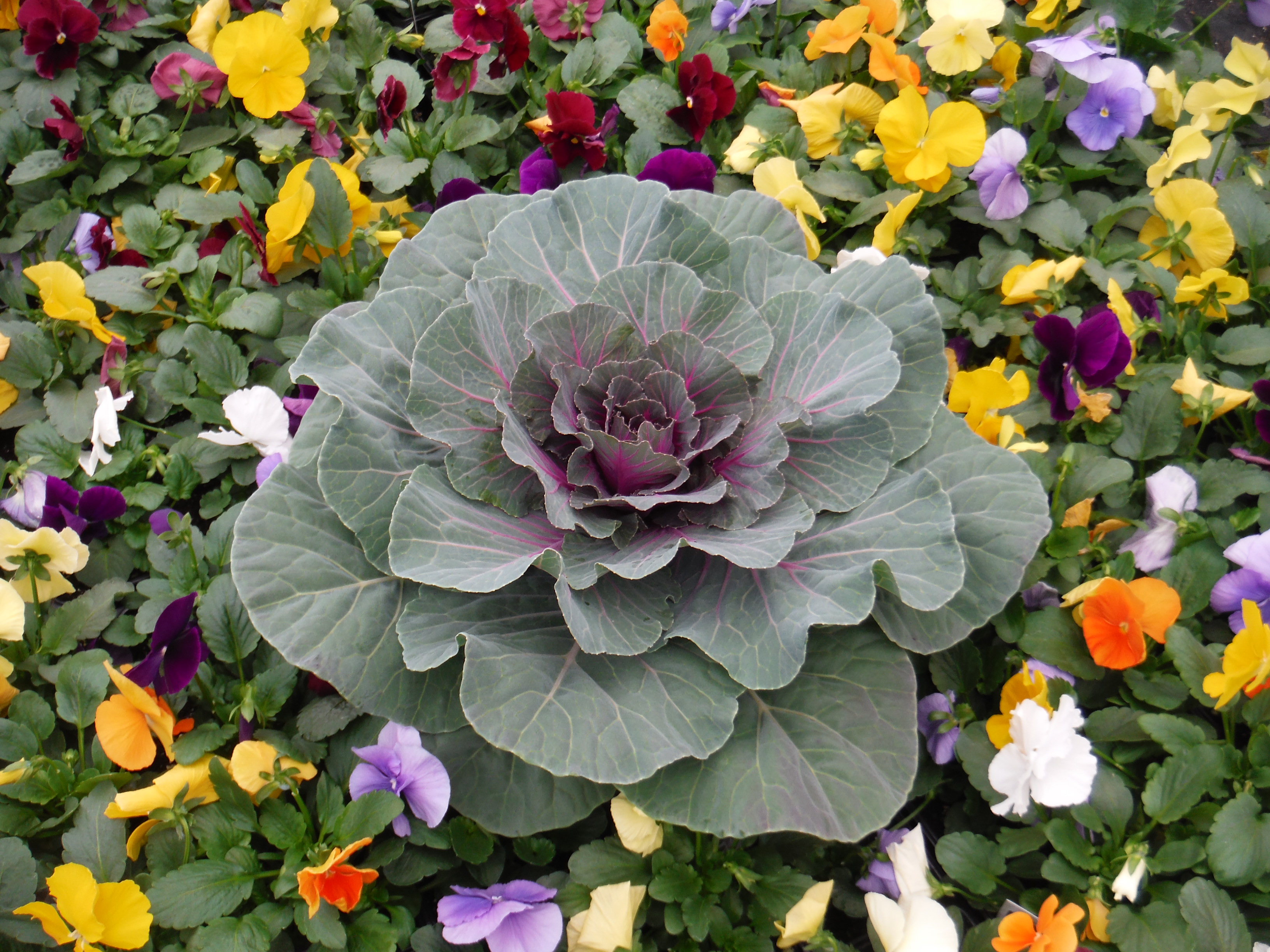 Ornamental Cabbage Red