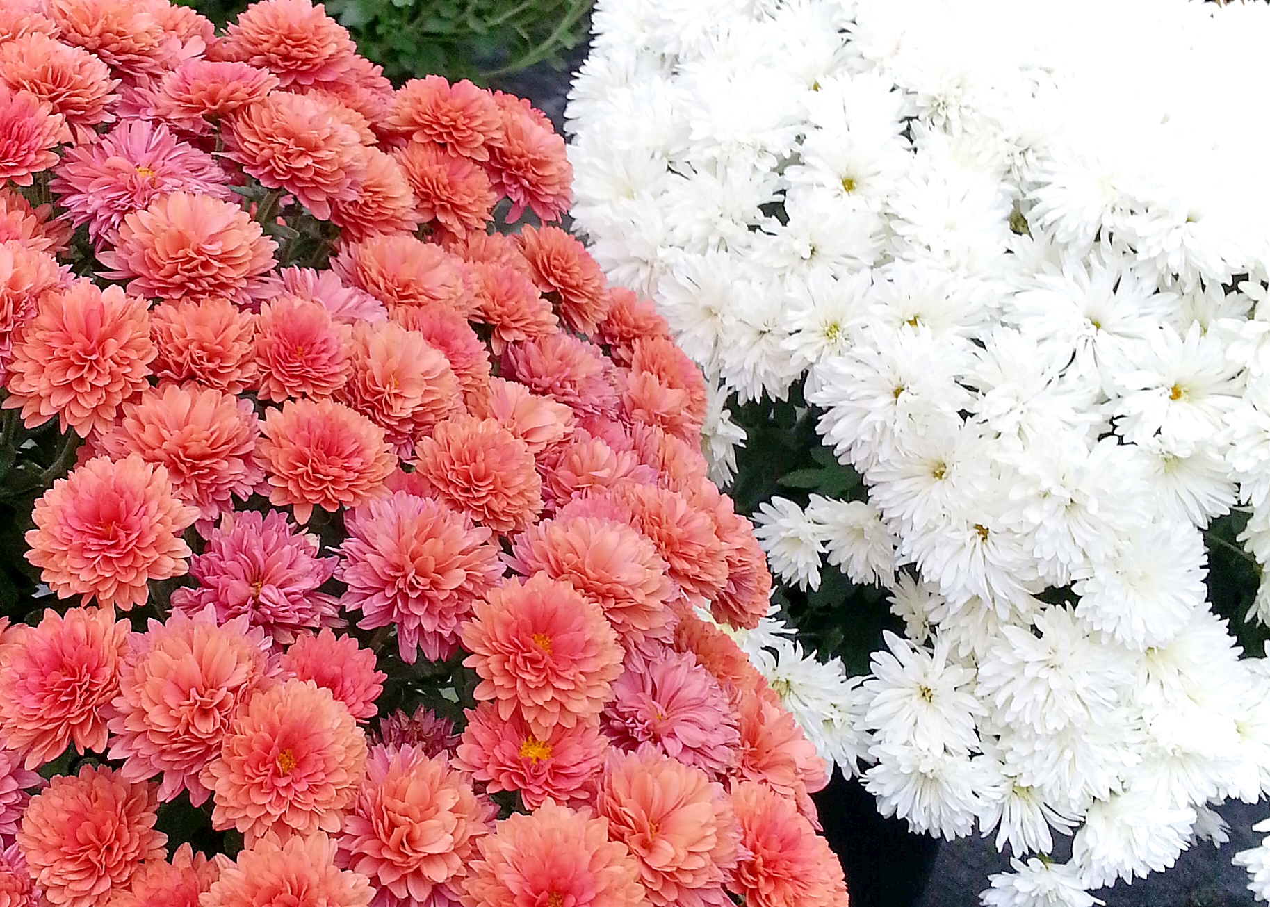 Mum/Chrysanthemum