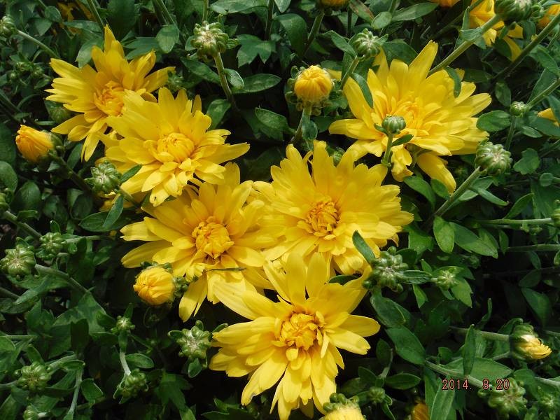 Mum/Chrysanthemum