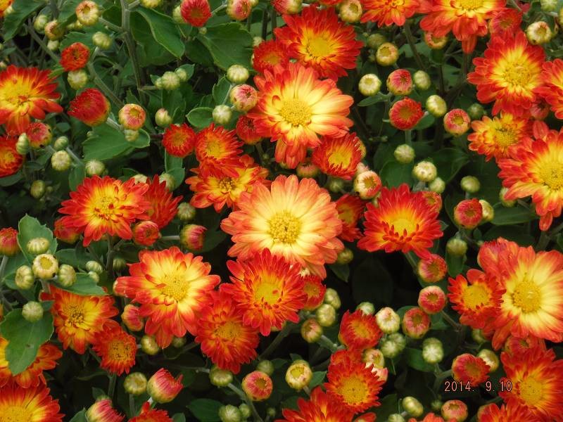 Mum/Chrysanthemum Blazing Stacey